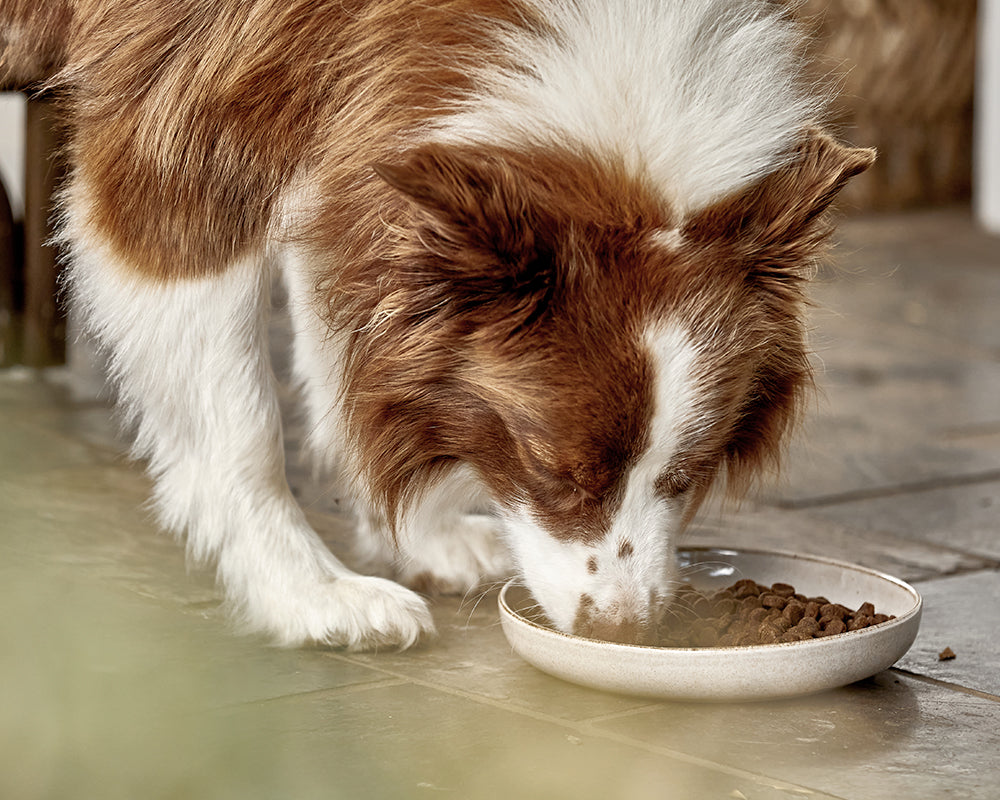 Which dog food is best for my dog sale