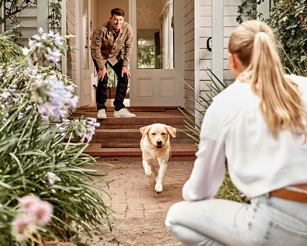 Office dogs: should you or shouldn't you?