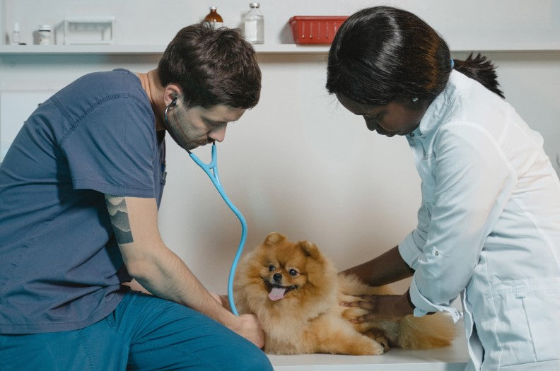 WHAT YOUR VET WANTS EVERY PET OWNER TO KNOW!
