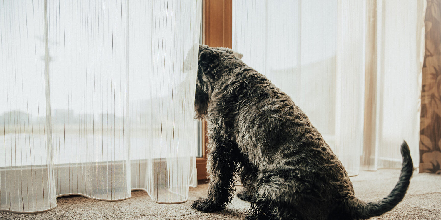 Are you worried your pet will miss you?