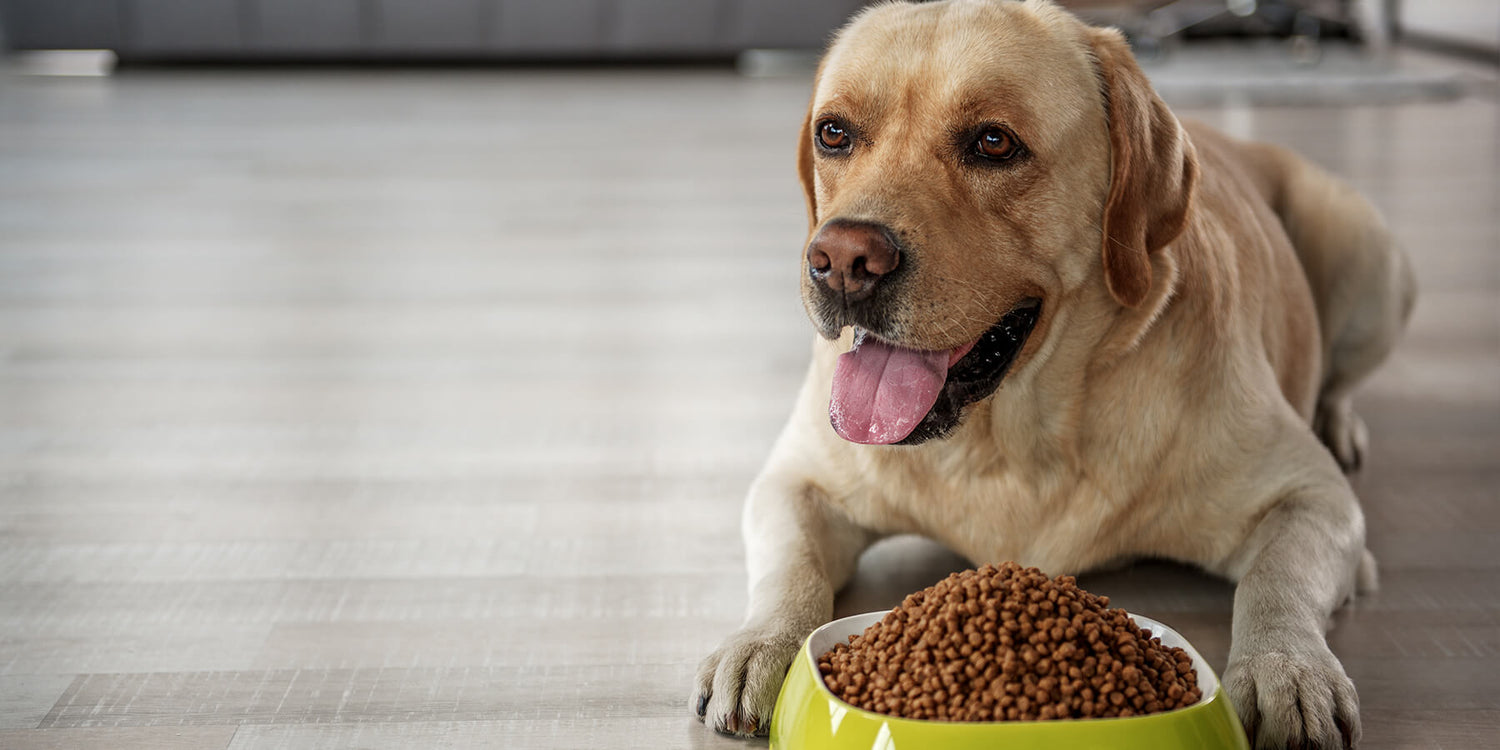 How do you transition your pet to new foods?