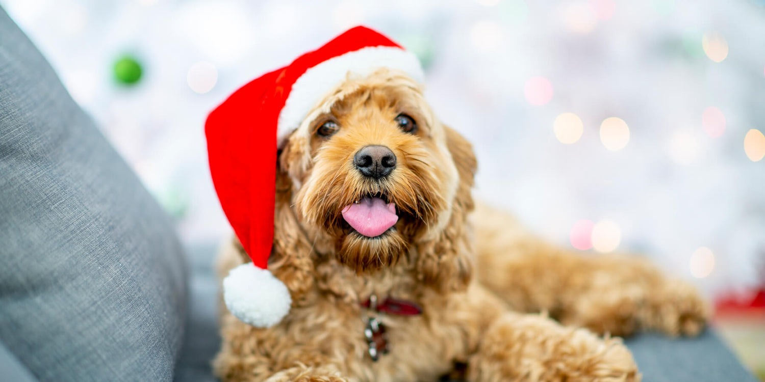 How to keep your pet safe at Christmas Time
