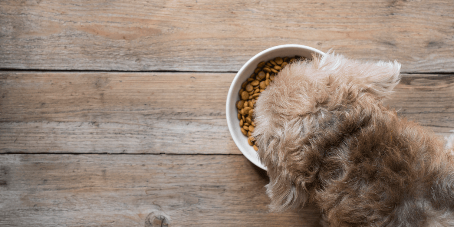 How to tell if the food isn't right for your pet