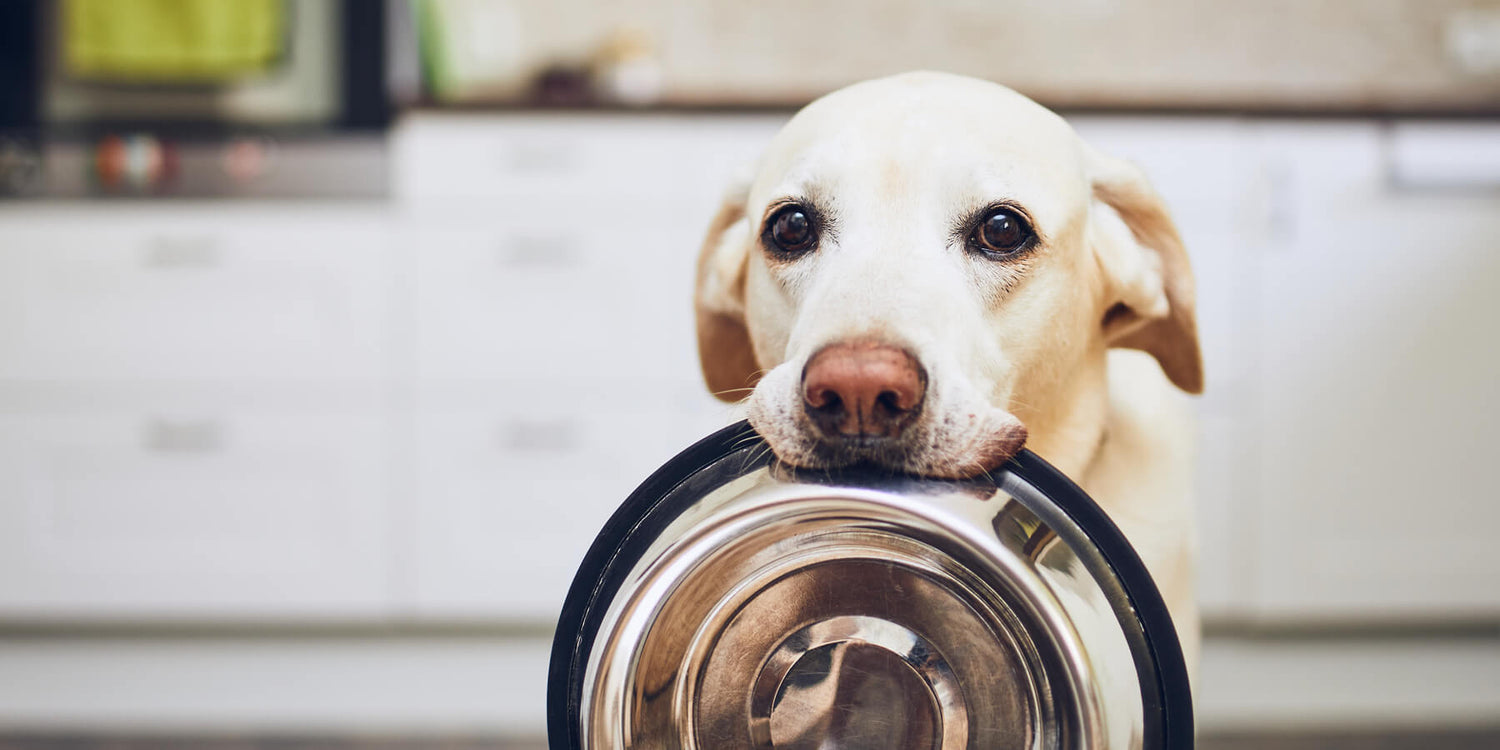 The top five foods you shouldn't feed your dog