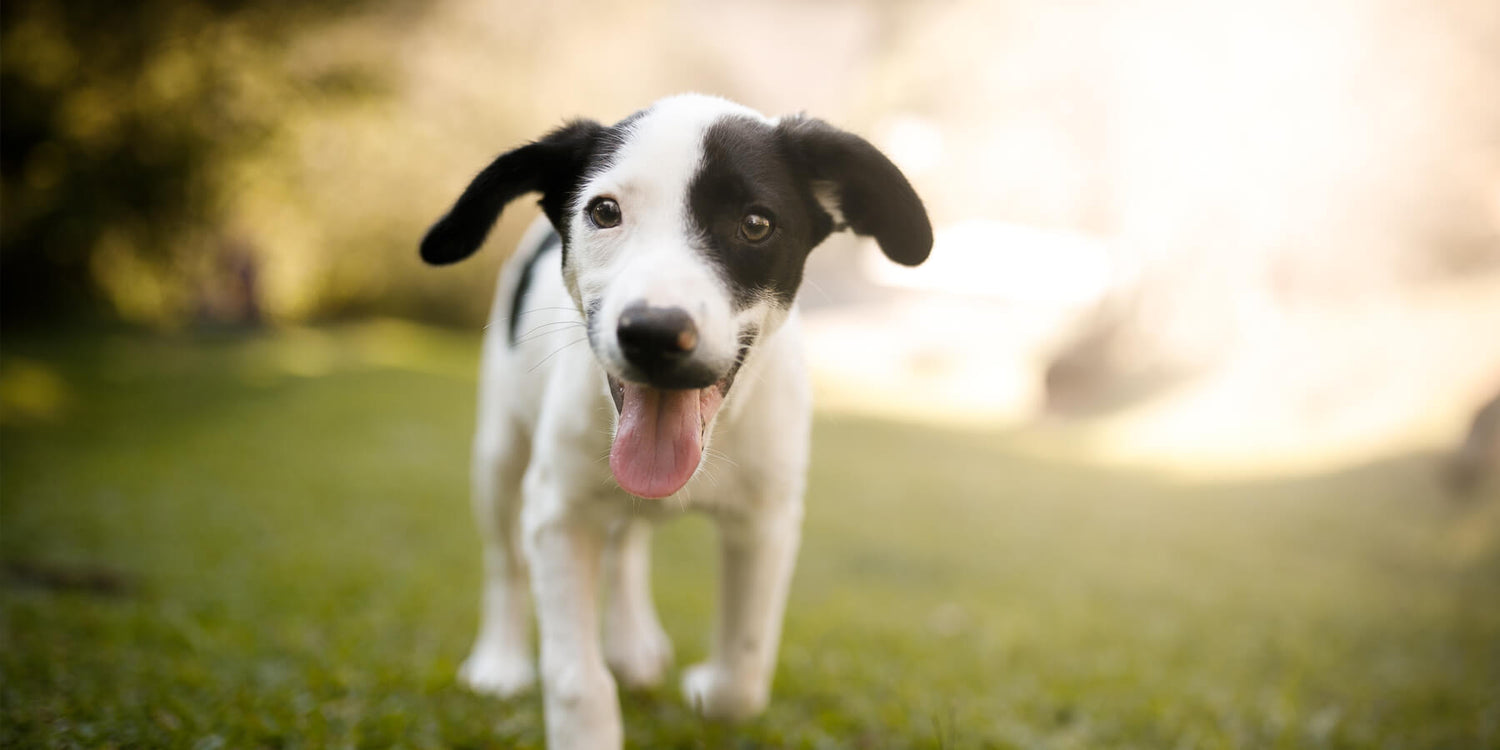 Your guide to bringing your new puppy home