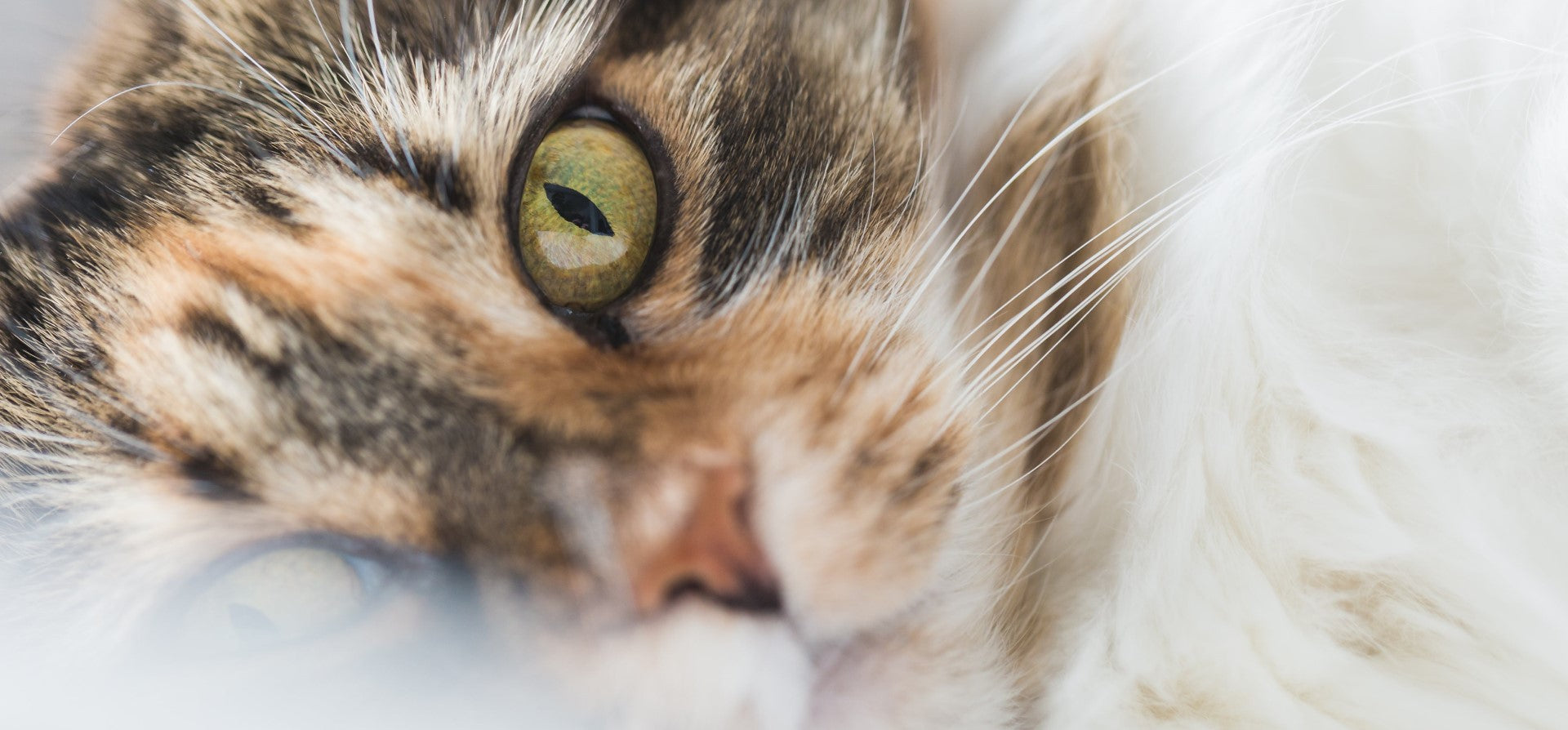 All Cat